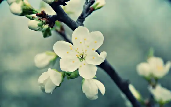 обои, цветок, вишня, макро, весна, белый, цветение
